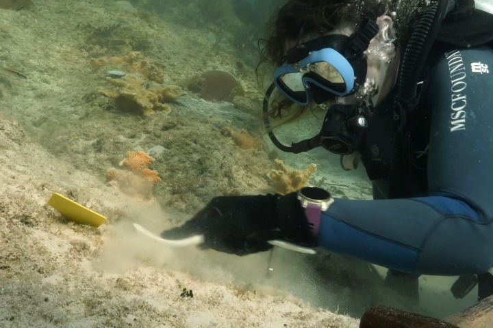 4. Investigador con coral Elkhorn. Foto - Archivo MSC Cruises
