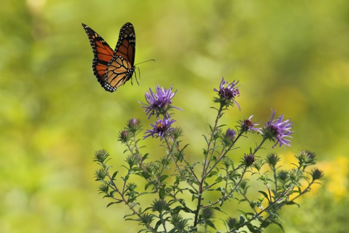 4. Mariposa monarca volando. Foto - kris_ricepees (Unsplash)
