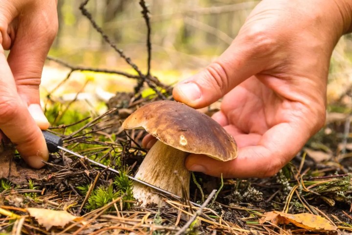 4. Recolección de hongos. Foto - iReceptář
