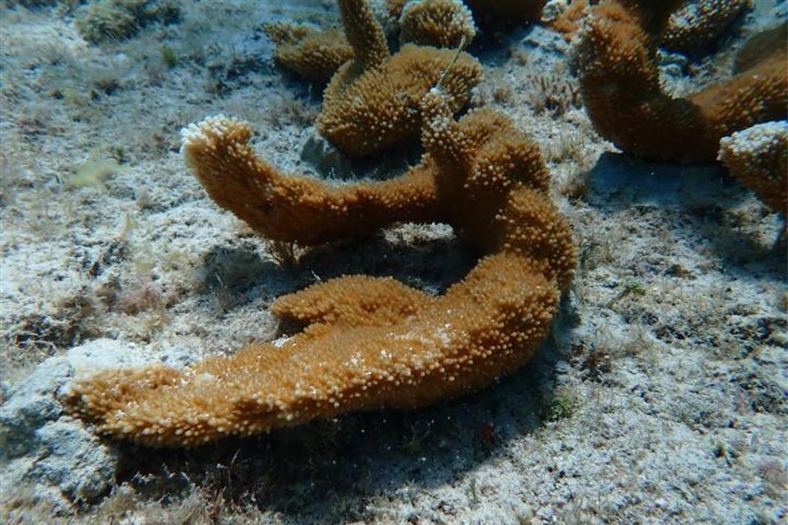 5. Coral Elkhorn. Foto - Archivo MSC Cruises