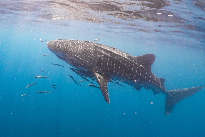 Tiburón ballena con rémoras. Foto. - Nott Peera (Unsplash)