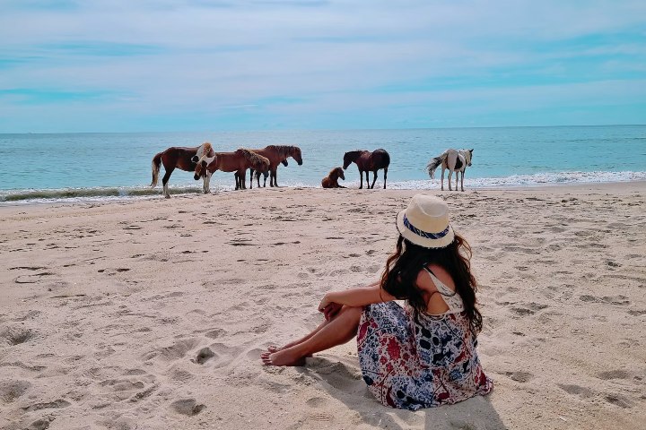 5. Viajera mirando caballos salvajes en Assateague Island National Seashore. Foto - US Tours America