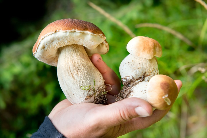 6. Hongos. Foto - iDNES