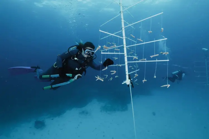 6. Vivero de coral submarino. Foto - MSC Foundation
