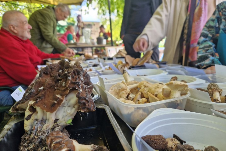 7. Ecofest en el parque Malešický de Praga. Foto - Sociedad Micológica Checa (Facebook)