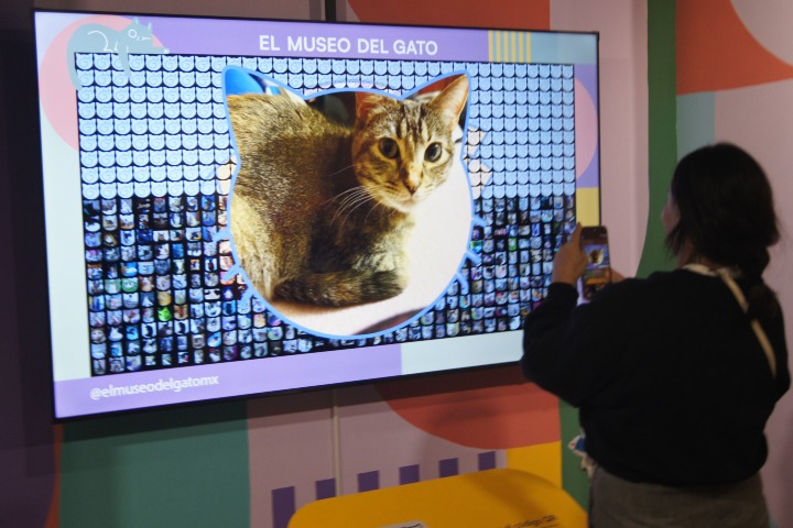 7. Muro de los Recuerdos en el Museo del Gato. Foto - Gus Espinosa