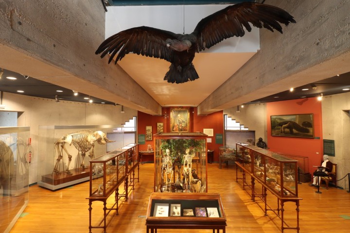 7. Museo de Ciencias Naturales. Foto - @mncn_csic (X)