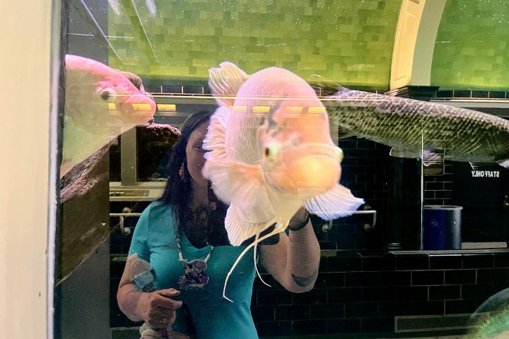 8. Peces en Belle Isle Aquarium. Foto - @loloelf_ (Instagram)