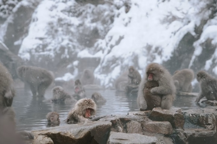 9. Parque Jigokudani Yaen-koen. Foto - Jonathan Ansel Moy de Vitry (Unsplash)