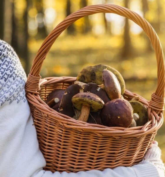 HOUBAŘENÍ LA TRADICIÓN DE RECOLECTAR HONGOS. Foto - VisitCzechia
