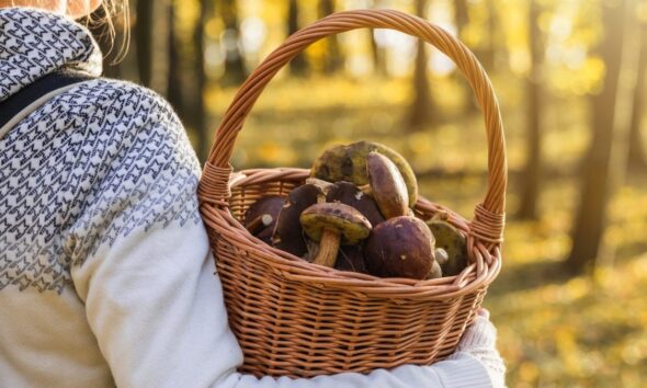 HOUBAŘENÍ LA TRADICIÓN DE RECOLECTAR HONGOS. Foto - VisitCzechia