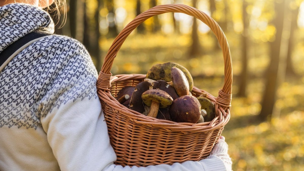 HOUBAŘENÍ LA TRADICIÓN DE RECOLECTAR HONGOS. Foto - VisitCzechia