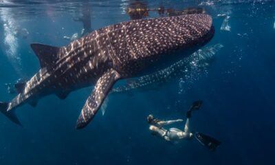 NADO CON TIBURÓN BALLENA. Foto - ecotravelmexico