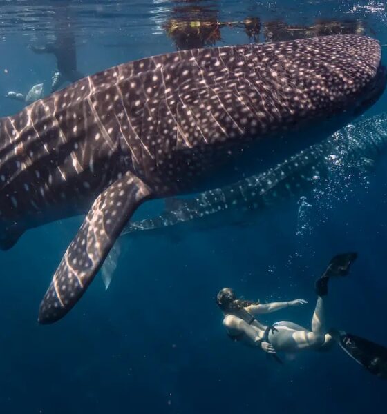 NADO CON TIBURÓN BALLENA. Foto - ecotravelmexico
