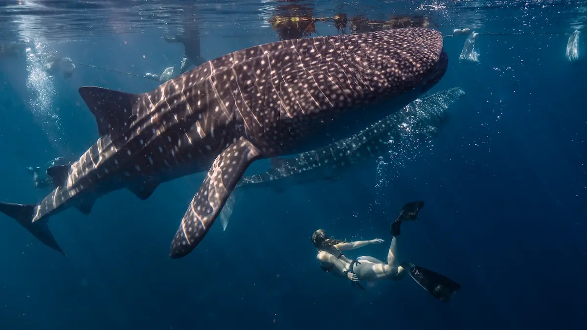 NADO CON TIBURÓN BALLENA. Foto - ecotravelmexico