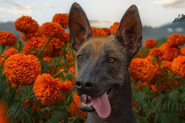 1. Xoloitzcuintle en campo de cempasúchil. Foto - @vive_mexico (Instagram)