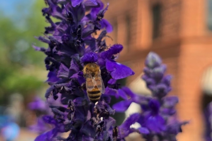 13. Abeja sobre flor en Aspen. Foto - Julio García