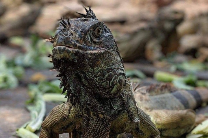2. Iguana. Foto - Iguanario Archundia (Facebook)