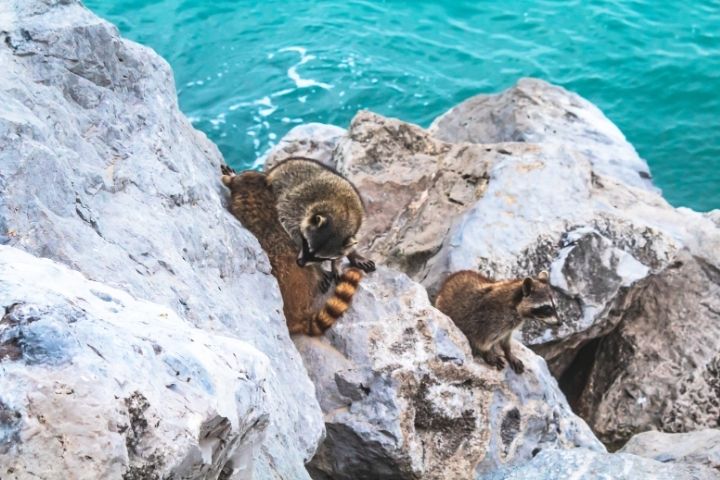 2. Mapaches en Las Escolleras. Foto - Alex Borderline (Getty Images)