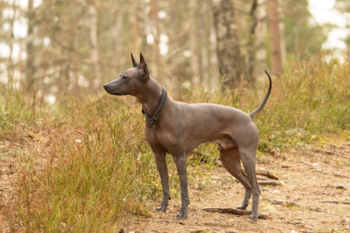 2. Xoloitzcuintle. Foto - Lorenzo Manera (Pexels)