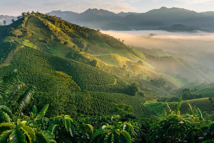 Zona cafetalera andina en Colombia. Foto. - Civitatis