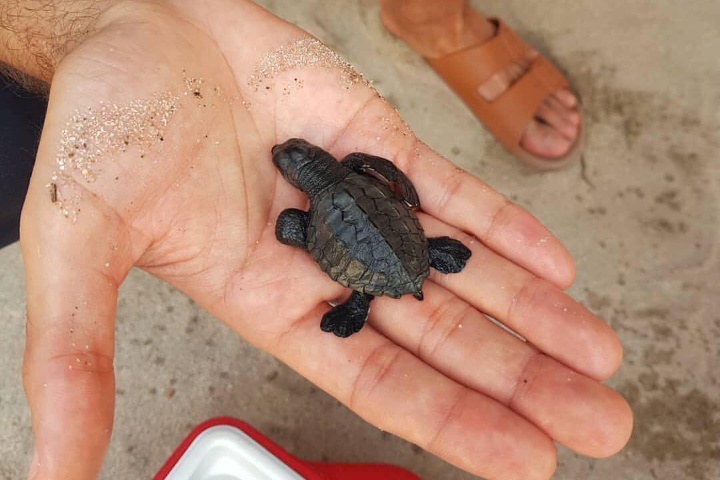 3. Liberación de tortugas. Foto - @visitiz (Instagram)