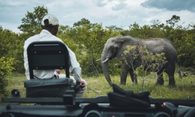 4 LUGARES PARA VER ELEFANTES EN LIBERTAD EN ÁFRICA. Foto - Sebastian Canaves (Unsplash)