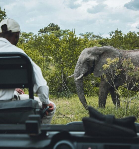 4 LUGARES PARA VER ELEFANTES EN LIBERTAD EN ÁFRICA. Foto - Sebastian Canaves (Unsplash)