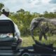 4 LUGARES PARA VER ELEFANTES EN LIBERTAD EN ÁFRICA. Foto - Sebastian Canaves (Unsplash)