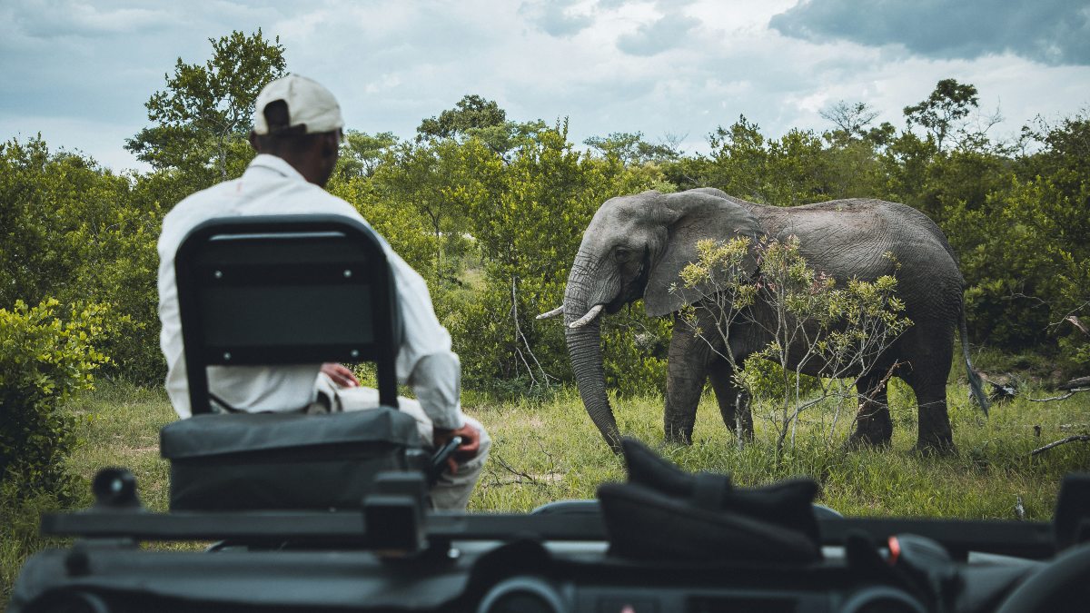 4 LUGARES PARA VER ELEFANTES EN LIBERTAD EN ÁFRICA. Foto - Sebastian Canaves (Unsplash)