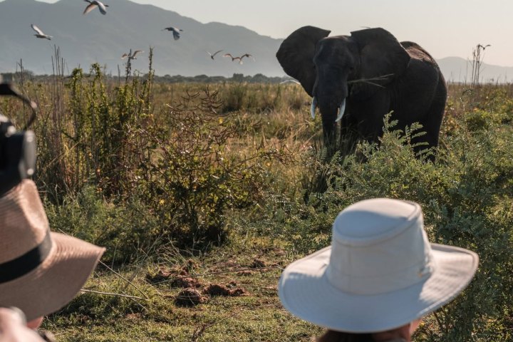 4. Avistamiento de elefante. Foto - Wilderness (Facebook)