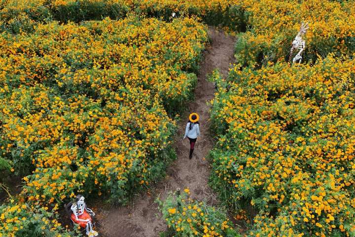4. Campo de cempasúchil en San Pablo Coapan. Foto - @mariana_guez (Instagram)