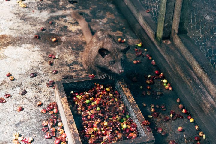 Civeta consumiendo los frutos de café. Foto. - Civitatis