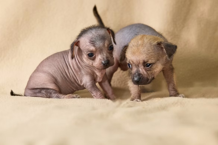 4. Xoloitzcuintles bebés. Foto - Erwin Bosman (Unsplash)