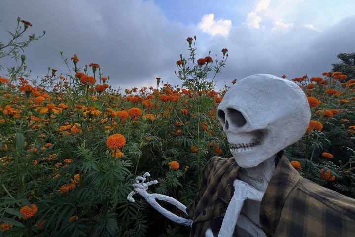 5. Calavera durante el Festival del Cempasúchil. Foto - @gfsolano (Instagram)