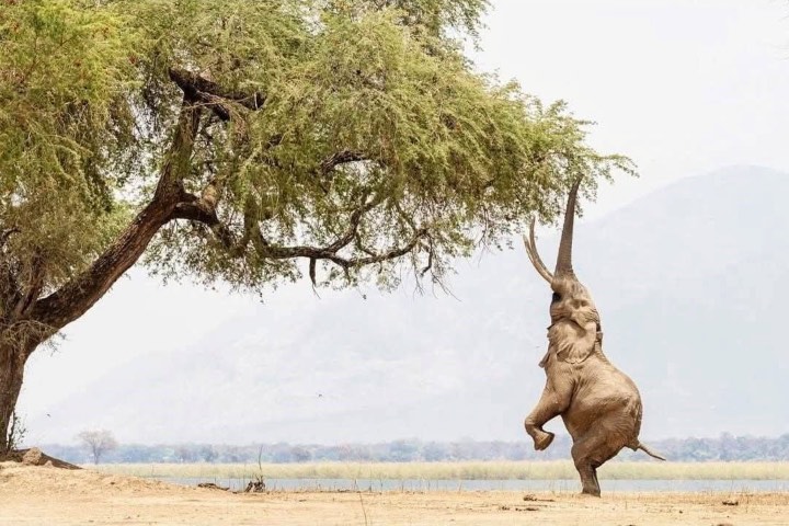 5. Elefante parado sobre sus 2 patas. Foto - Giuseppe D'Amico