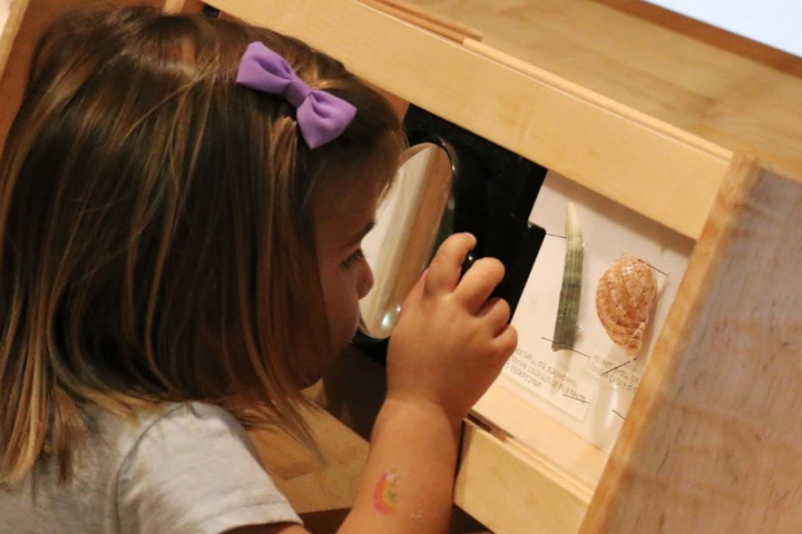 5. Niña en The Nat durante la exposición Objetos de colección piezas increíbles del almacén. Foto - San Diego Natural History Museum (Facebook)