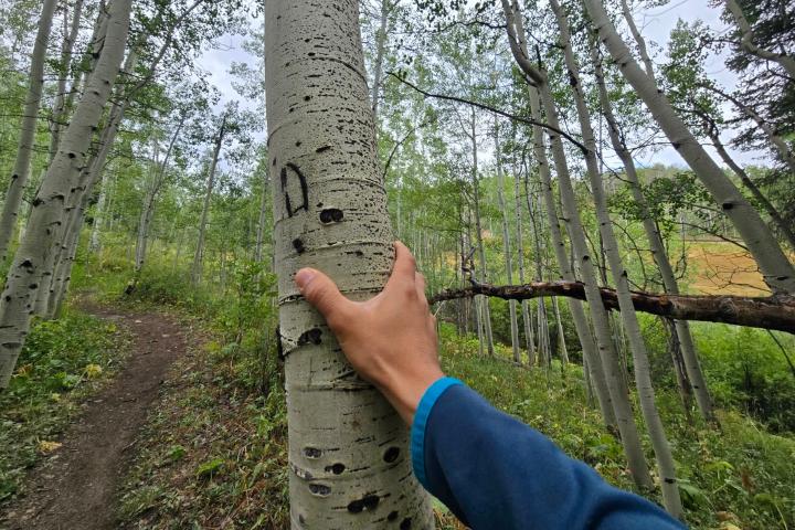 6. Árboles tipo Aspen (con ojos en sus cortezas). Foto - Julio García