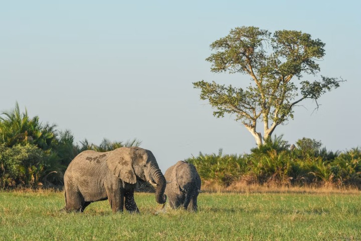 6. Elefantes en Delta del Okavango. Foto - Edmund Loh (Unsplash)