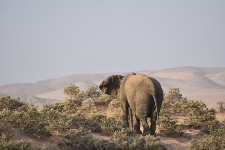 7. Elefante de desierto. Foto - Patrick Duvanel (Unsplash)