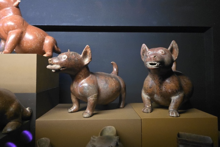 7. Perritos colimotes. Foto - Archivo Rehiletes