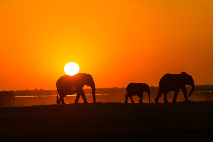 8. Elefantes caminando. Foto - Jordan Heinrichs (Unsplash)