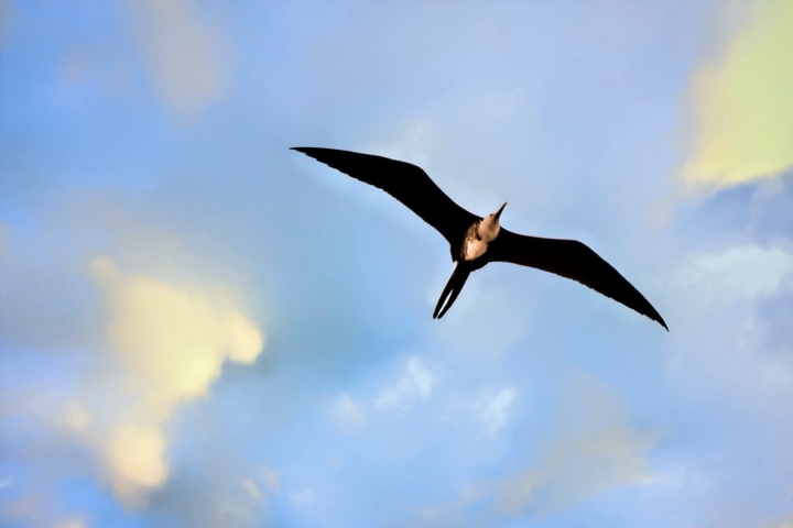 1. Fragata magnífica. Foto - Claudia Raphael (Flickr)