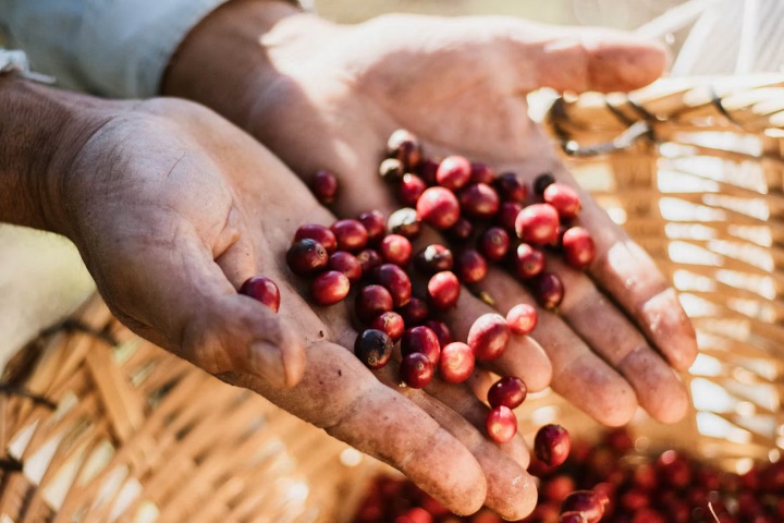 1. Granos de café. Foto - Roberto Rentería (Unsplash)
