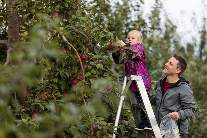2. Temporada de manzanas en la Isla de Orleans. Foto - Tourisme île d'Orléans (Facebook)