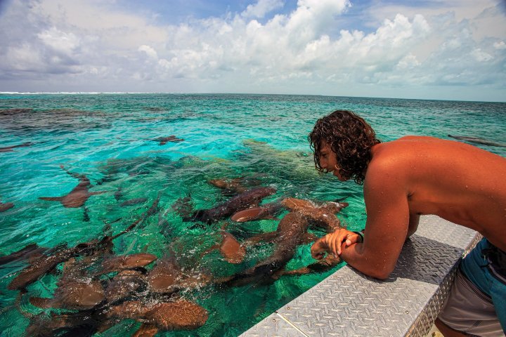 2. Tiburones en Belice. Foto - Travel Belize (Facebook)