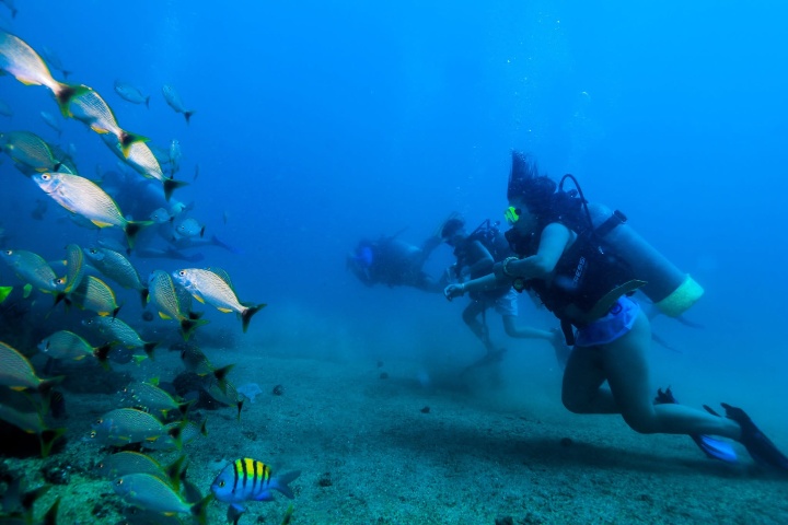 3. Buceo en Puerto Vallarta. Foto - Vallarta Adventures (Facebook)