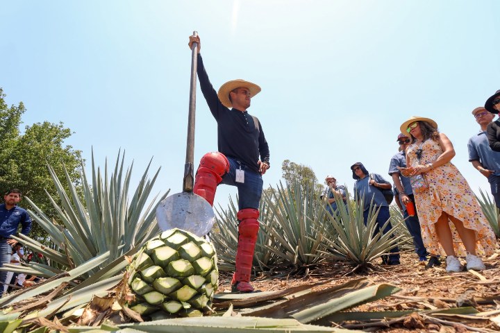 3. Explicación con jimador. Foto - Tequila Express Oficial (Facebook)