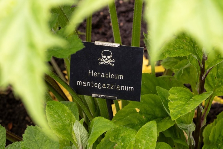 3. Heracleum mantegazzianum en The Poison Garden (una planta altamente tóxica y peligrosa que causa quemaduras graves, ampollas y cicatrices permanentes). Foto - The Alnwick Garden (Facebook)