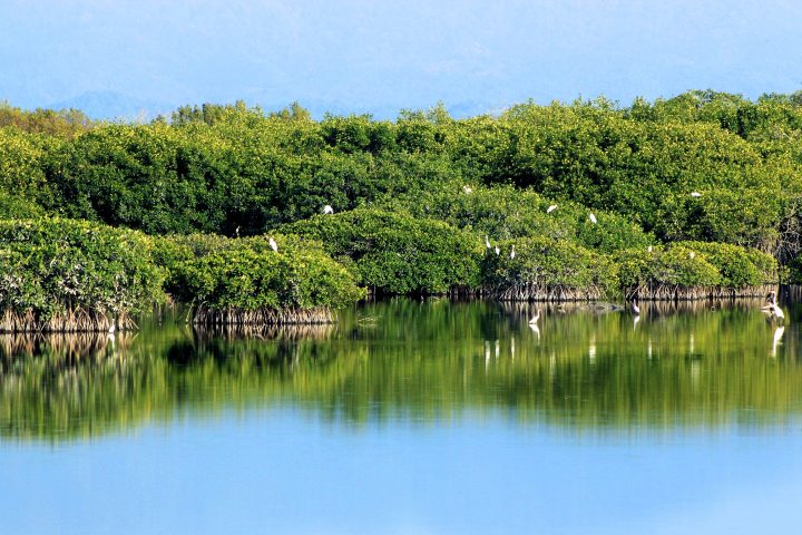 3. Manglares en la Isla Isabel. Foto - Archivo EME Media